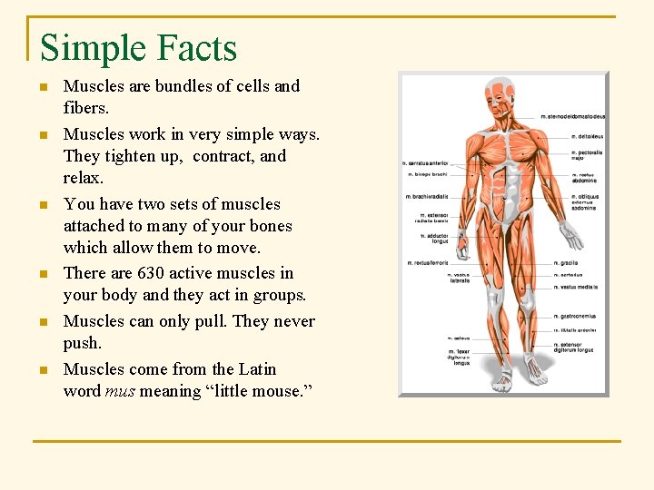 Simple Facts n n n Muscles are bundles of cells and fibers. Muscles work