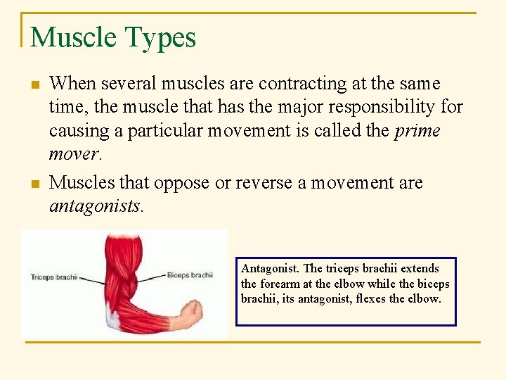 Muscle Types n n When several muscles are contracting at the same time, the