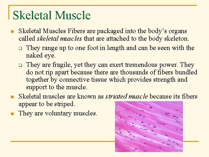 Skeletal Muscle n n n Skeletal Muscles Fibers are packaged into the body’s organs