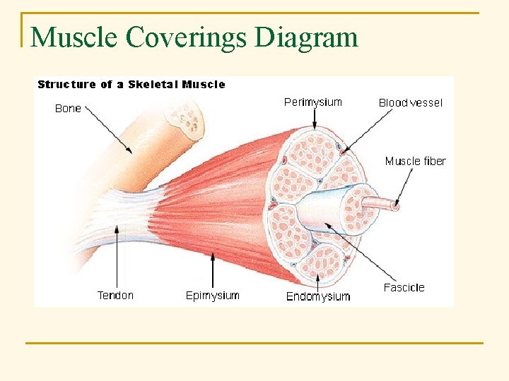 Muscle Coverings Diagram 