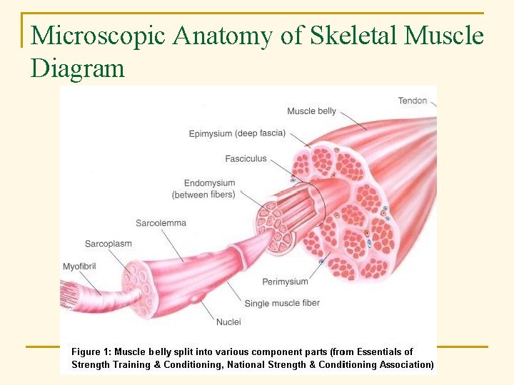 Microscopic Anatomy of Skeletal Muscle Diagram 