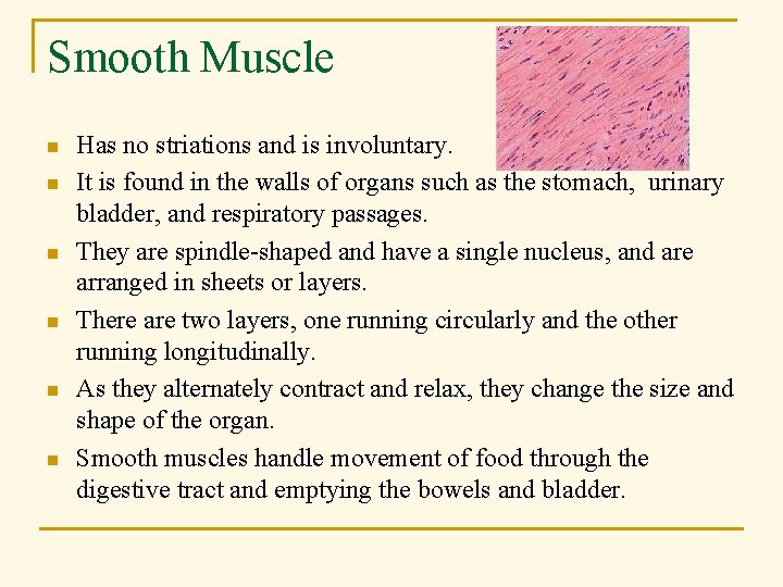 Smooth Muscle n n n Has no striations and is involuntary. It is found