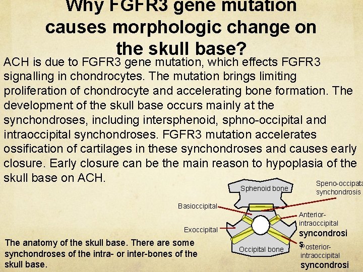 Why FGFR 3 gene mutation causes morphologic change on the skull base? ACH is