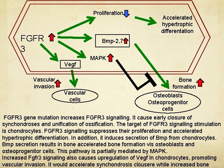 Proliferation FGFR 3 Accelerated hypertrophic differentation Bmp-2, 7 MAPK Vegf Vascular invasion Vascular cells