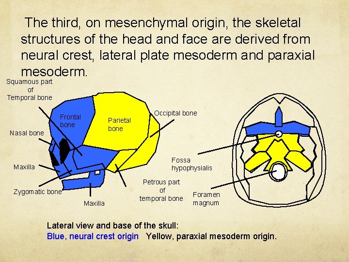 The third, on mesenchymal origin, the skeletal structures of the head and face are