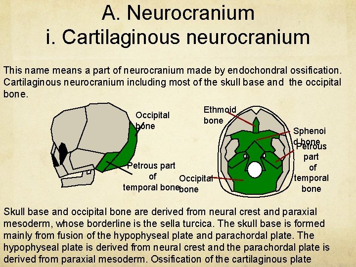 A. Neurocranium i. Cartilaginous neurocranium This name means a part of neurocranium made by