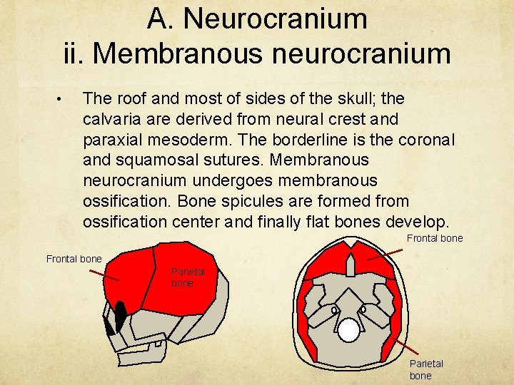 A. Neurocranium ii. Membranous neurocranium • The roof and most of sides of the