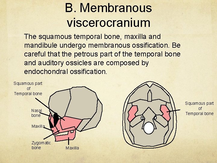 B. Membranous viscerocranium The squamous temporal bone, maxilla and mandibule undergo membranous ossification. Be