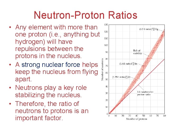 Neutron-Proton Ratios • Any element with more than one proton (i. e. , anything