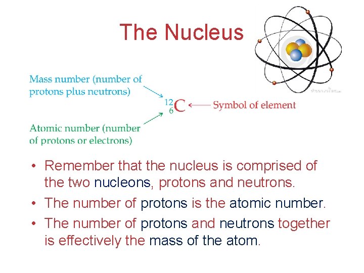 The Nucleus • Remember that the nucleus is comprised of the two nucleons, protons