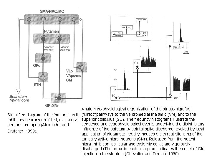 Anatomico-physiological organization of the striato-nigrofual Simplified diagram of the ‘motor’ circuit. (‘direct’)pathways to the