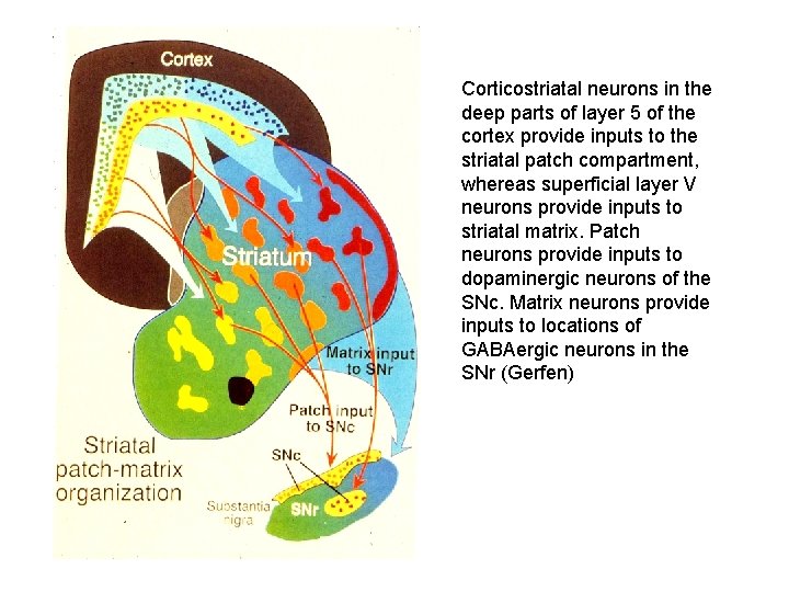 Corticostriatal neurons in the deep parts of layer 5 of the cortex provide inputs