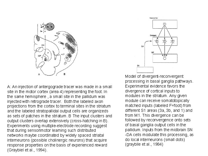 A: An injection of antergograde tracer was made in a small site in the