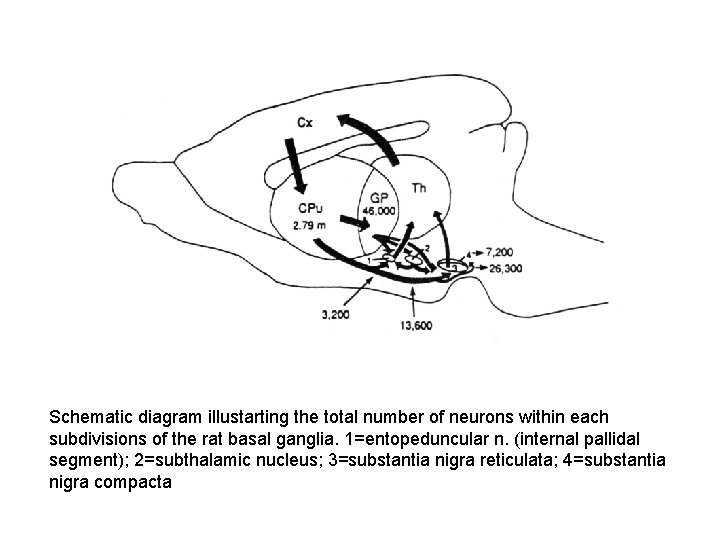 Schematic diagram illustarting the total number of neurons within each subdivisions of the rat