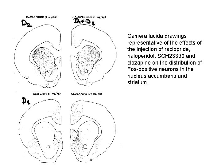 Camera lucida drawings representative of the effects of the injection of raclopride, haloperidol, SCH
