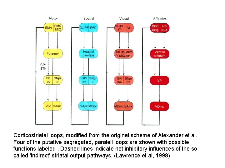 Corticostriatal loops, modified from the original scheme of Alexander et al. Four of the