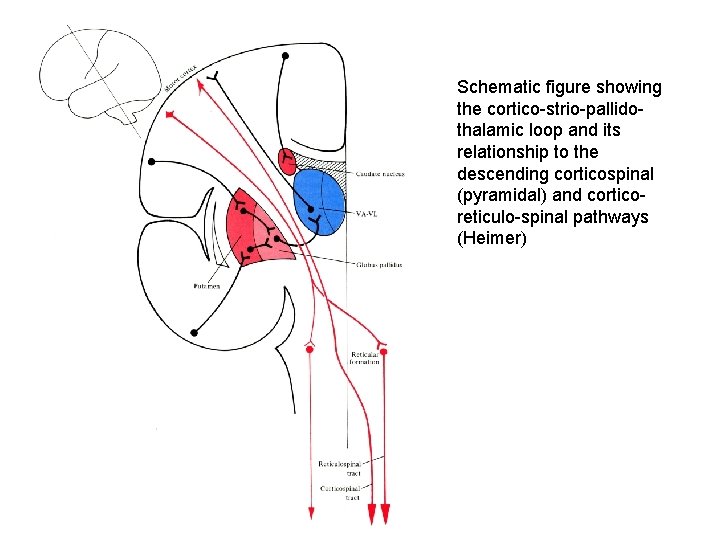 Schematic figure showing the cortico-strio-pallidothalamic loop and its relationship to the descending corticospinal (pyramidal)