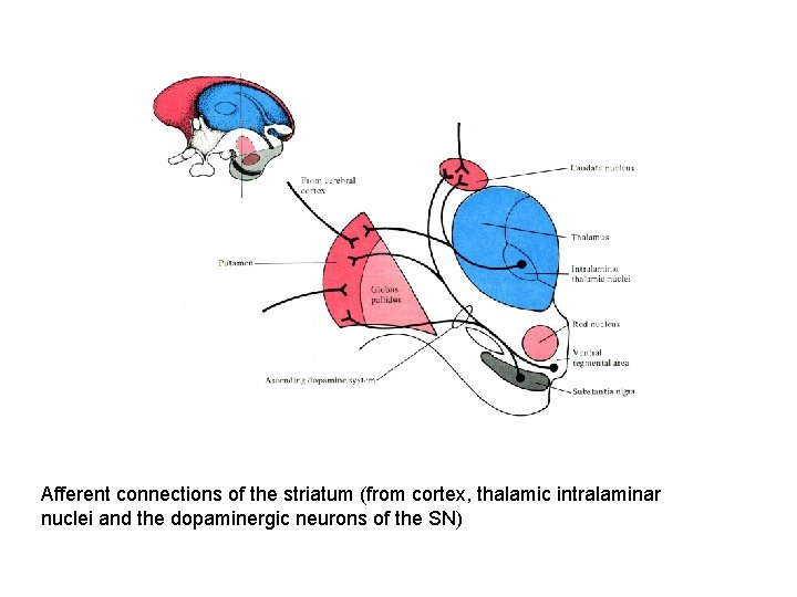 Afferent connections of the striatum (from cortex, thalamic intralaminar nuclei and the dopaminergic neurons