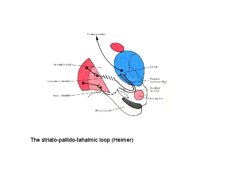 The striato-pallido-tahalmic loop (Heimer) 
