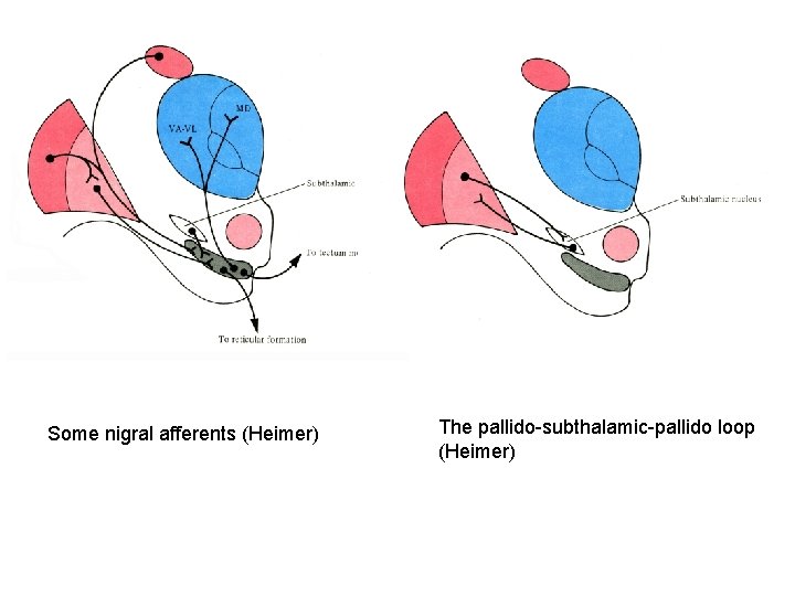 Some nigral afferents (Heimer) The pallido-subthalamic-pallido loop (Heimer) 