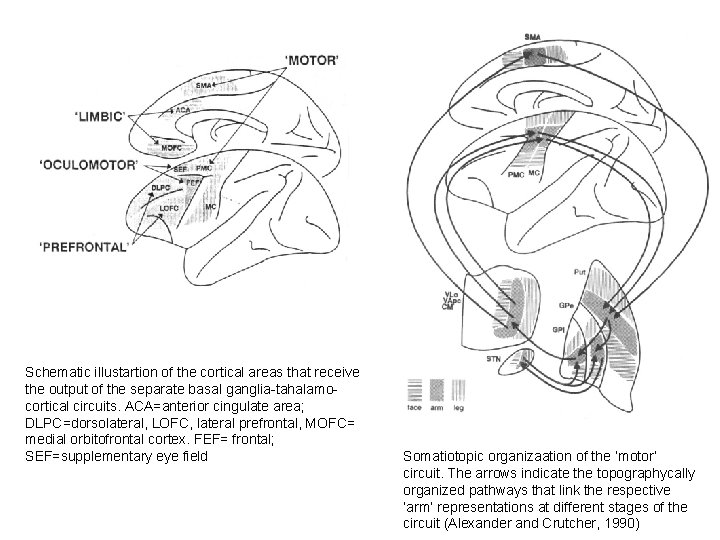 Schematic illustartion of the cortical areas that receive the output of the separate basal