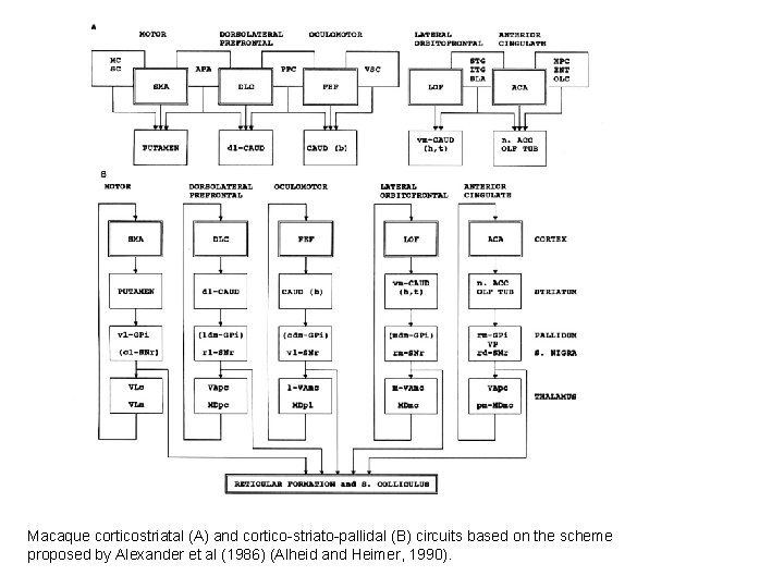 Macaque corticostriatal (A) and cortico-striato-pallidal (B) circuits based on the scheme proposed by Alexander