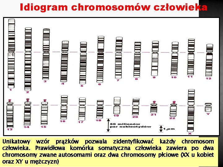 Idiogram chromosomów człowieka Unikatowy wzór prążków pozwala zidentyfikować każdy chromosom człowieka. Prawidłowa komórka somatyczna