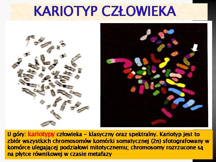 KARIOTYP CZŁOWIEKA U góry: kariotypy człowieka - klasyczny oraz spektralny. Kariotyp jest to zbiór