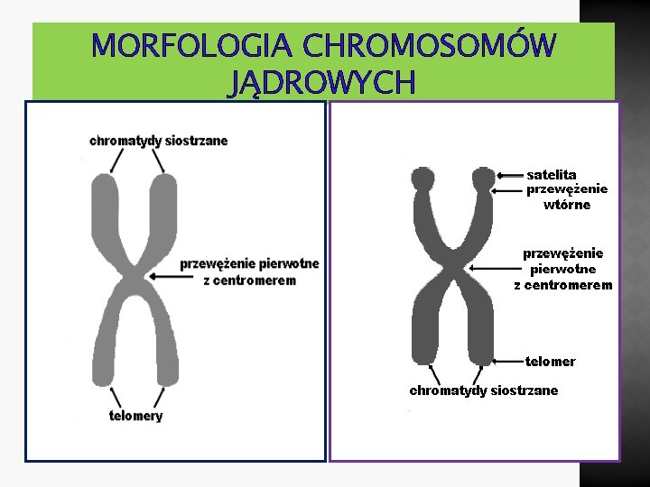 MORFOLOGIA CHROMOSOMÓW JĄDROWYCH 