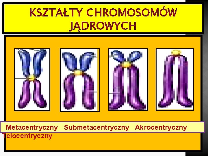 KSZTAŁTY CHROMOSOMÓW JĄDROWYCH Metacentryczny Submetacentryczny Akrocentryczny Telocentryczny 