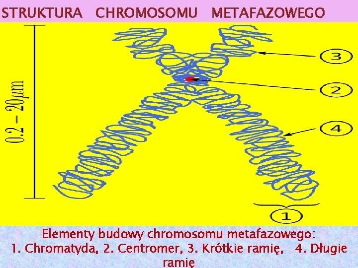 STRUKTURA CHROMOSOMU METAFAZOWEGO Elementy budowy chromosomu metafazowego: 1. Chromatyda, 2. Centromer, 3. Krótkie ramię,