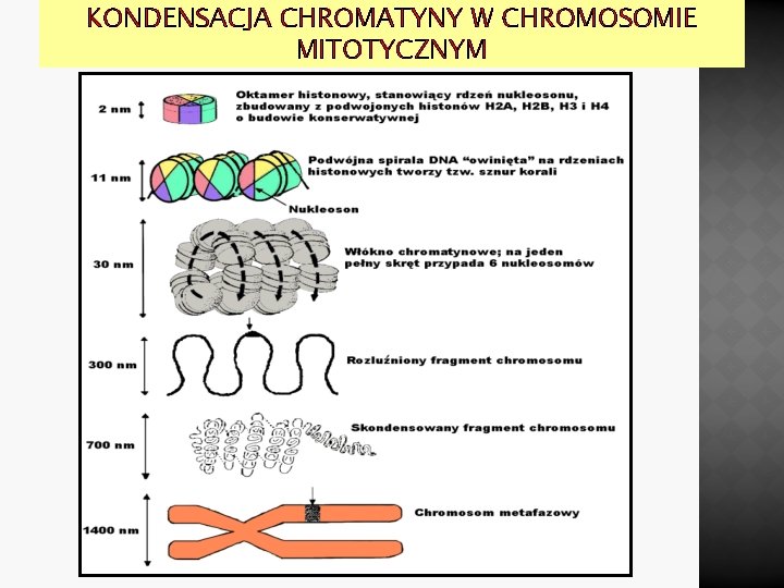 KONDENSACJA CHROMATYNY W CHROMOSOMIE MITOTYCZNYM 