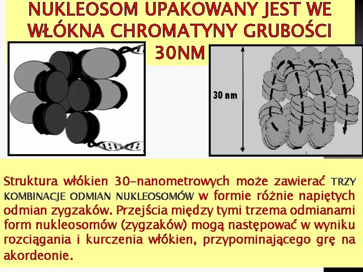 NUKLEOSOM UPAKOWANY JEST WE WŁÓKNA CHROMATYNY GRUBOŚCI 30 NM Struktura włókien 30 -nanometrowych może