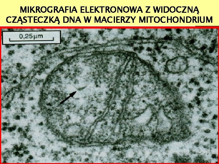 MIKROGRAFIA ELEKTRONOWA Z WIDOCZNĄ CZĄSTECZKĄ DNA W MACIERZY MITOCHONDRIUM 