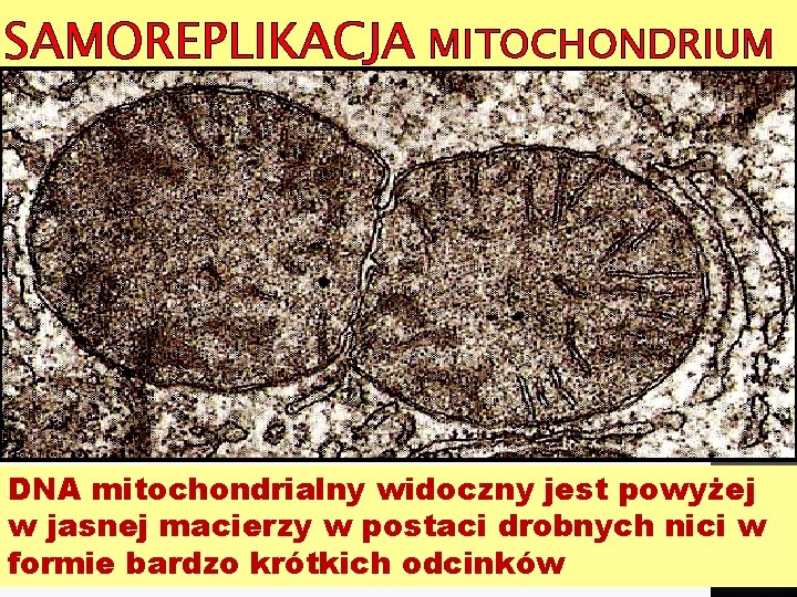 SAMOREPLIKACJA MITOCHONDRIUM DNA mitochondrialny widoczny jest powyżej w jasnej macierzy w postaci drobnych nici