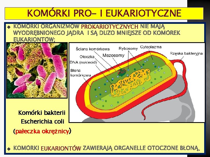 KOMÓRKI PRO- I EUKARIOTYCZNE PROKARIOTYCZNYCH v Komórki bakterii Escherichia coli (pałeczka okrężnicy) v EUKARIONTÓW