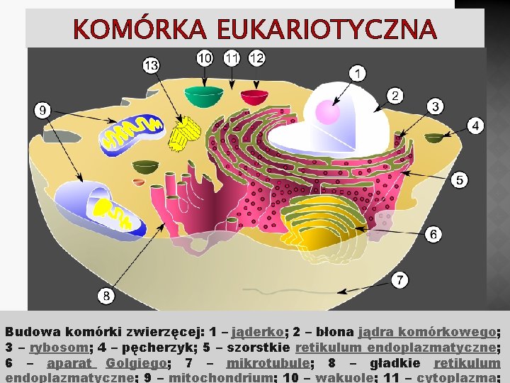 KOMÓRKA EUKARIOTYCZNA Budowa komórki zwierzęcej: 1 – jąderko; 2 – błona jądra komórkowego; 3