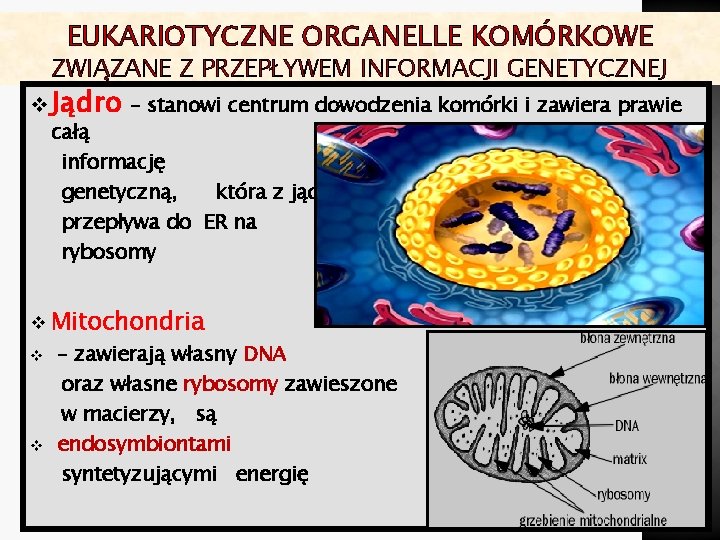 EUKARIOTYCZNE ORGANELLE KOMÓRKOWE ZWIĄZANE Z PRZEPŁYWEM INFORMACJI GENETYCZNEJ v Jądro – stanowi centrum dowodzenia