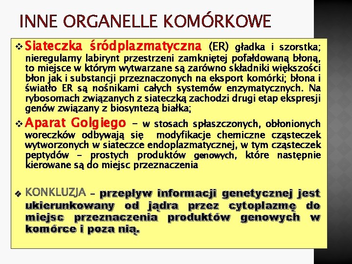 INNE ORGANELLE KOMÓRKOWE v Siateczka śródplazmatyczna (ER) gładka i szorstka; nieregularny labirynt przestrzeni zamkniętej