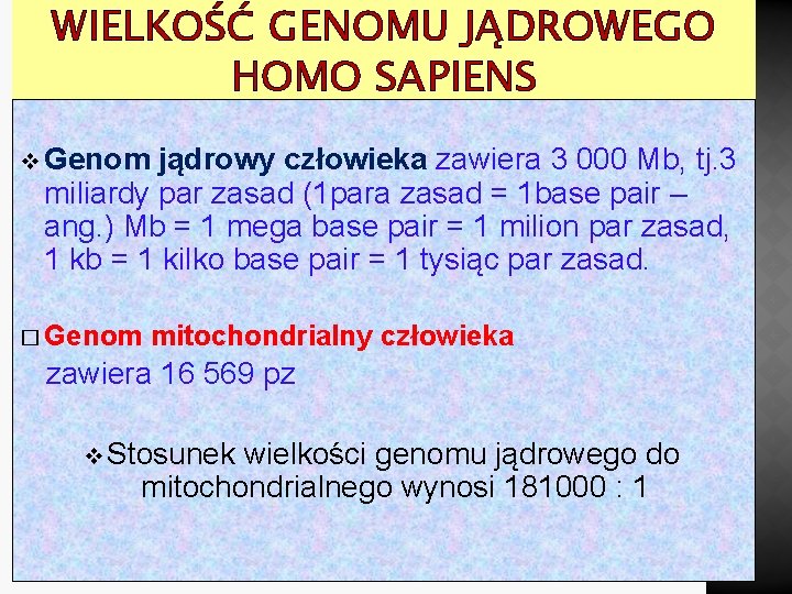 WIELKOŚĆ GENOMU JĄDROWEGO HOMO SAPIENS v Genom jądrowy człowieka zawiera 3 000 Mb, tj.