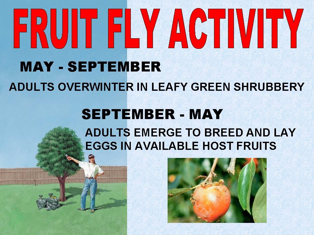 MAY - SEPTEMBER ADULTS OVERWINTER IN LEAFY GREEN SHRUBBERY SEPTEMBER - MAY ADULTS EMERGE