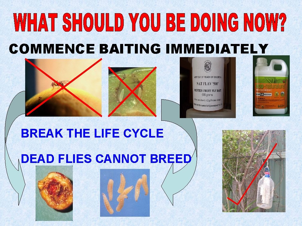 COMMENCE BAITING IMMEDIATELY BREAK THE LIFE CYCLE DEAD FLIES CANNOT BREED 