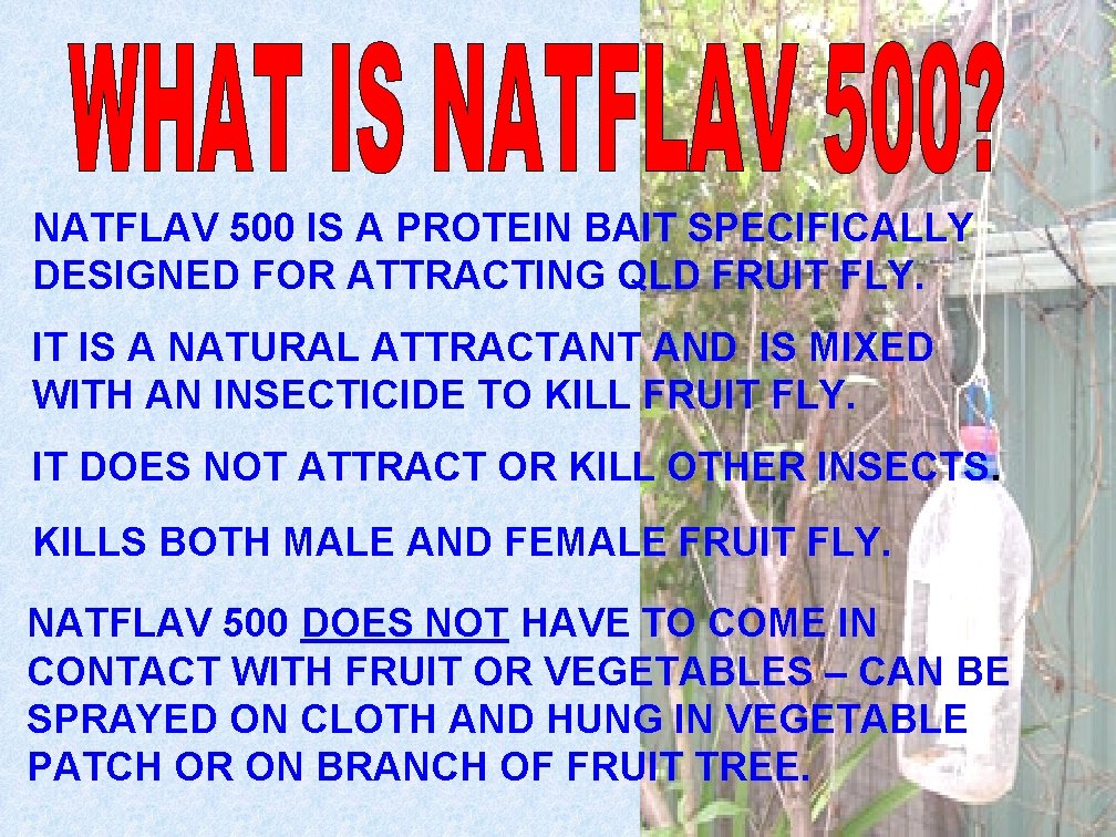 NATFLAV 500 IS A PROTEIN BAIT SPECIFICALLY DESIGNED FOR ATTRACTING QLD FRUIT FLY. IT