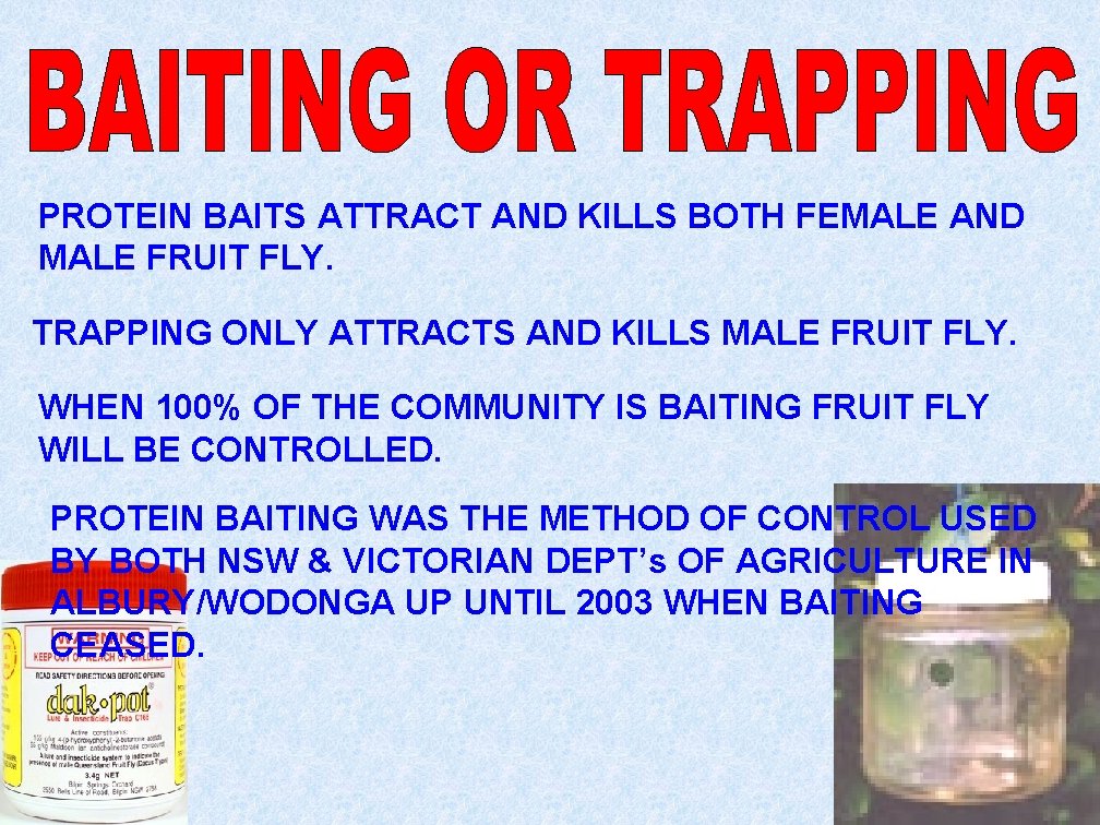 PROTEIN BAITS ATTRACT AND KILLS BOTH FEMALE AND MALE FRUIT FLY. TRAPPING ONLY ATTRACTS