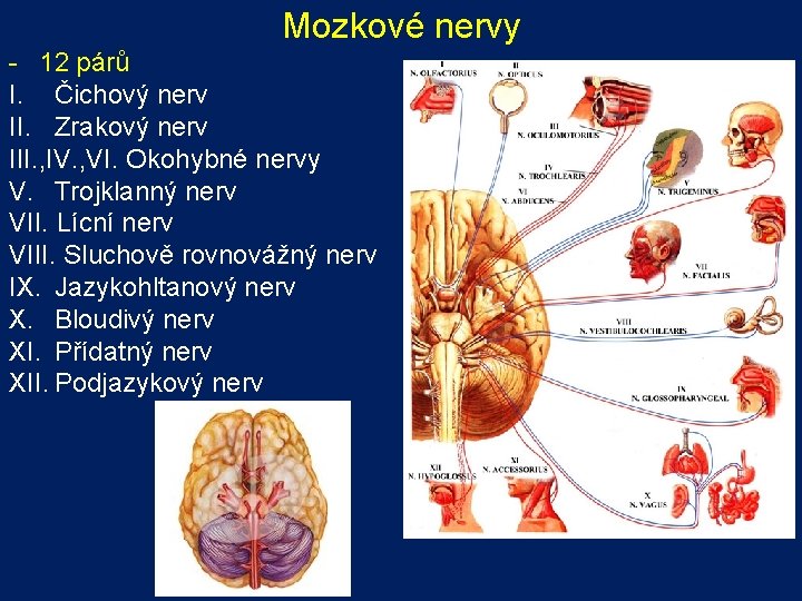 Mozkové nervy - 12 párů I. Čichový nerv II. Zrakový nerv III. , IV.
