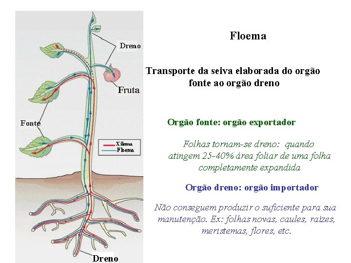 Floema Transporte da seiva elaborada do orgão fonte ao orgão dreno Orgão fonte: orgão