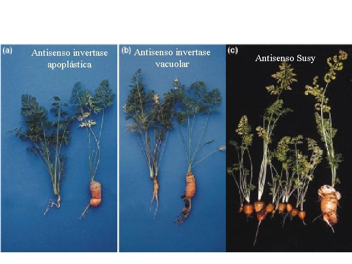 Antisenso invertase apoplástica Antisenso invertase vacuolar Antisenso Susy 