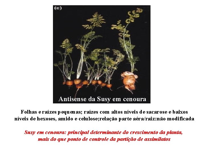 Antisense da Susy em cenoura Folhas e raízes pequenas; raízes com altos níveis de