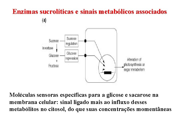 Enzimas sucrolíticas e sinais metabólicos associados Moléculas sensoras específicas para a glicose e sacarose