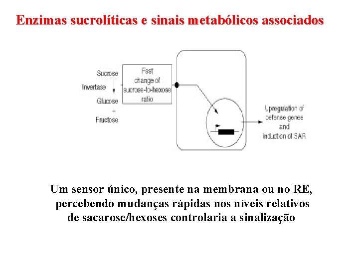 Enzimas sucrolíticas e sinais metabólicos associados Um sensor único, presente na membrana ou no